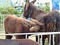 DSCF0067